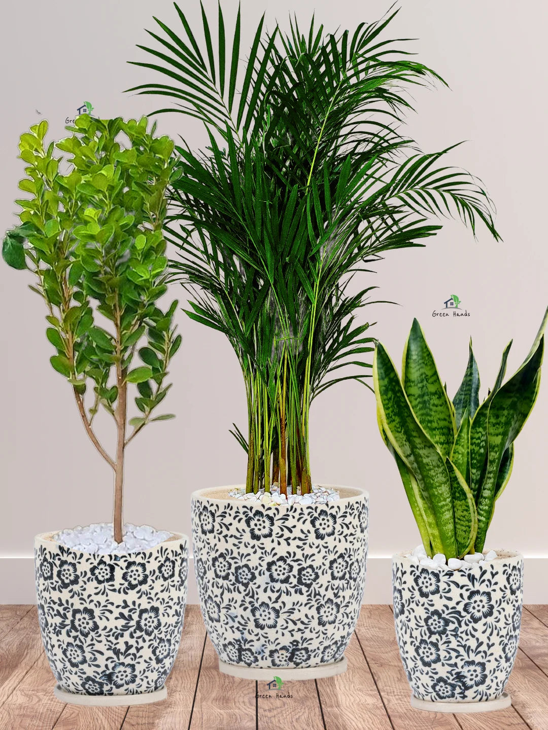 areca palm ph Potted Areca Palm, Snake Plant & Ficus Panda Trio