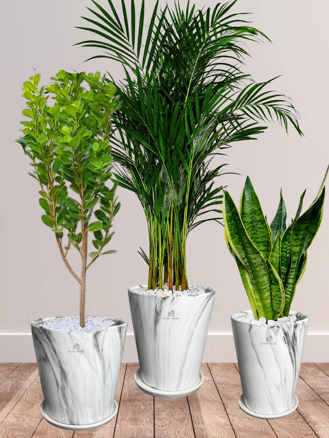 areca palm feng shui Potted Areca Palm, Snake Plant & Ficus Panda Trio
