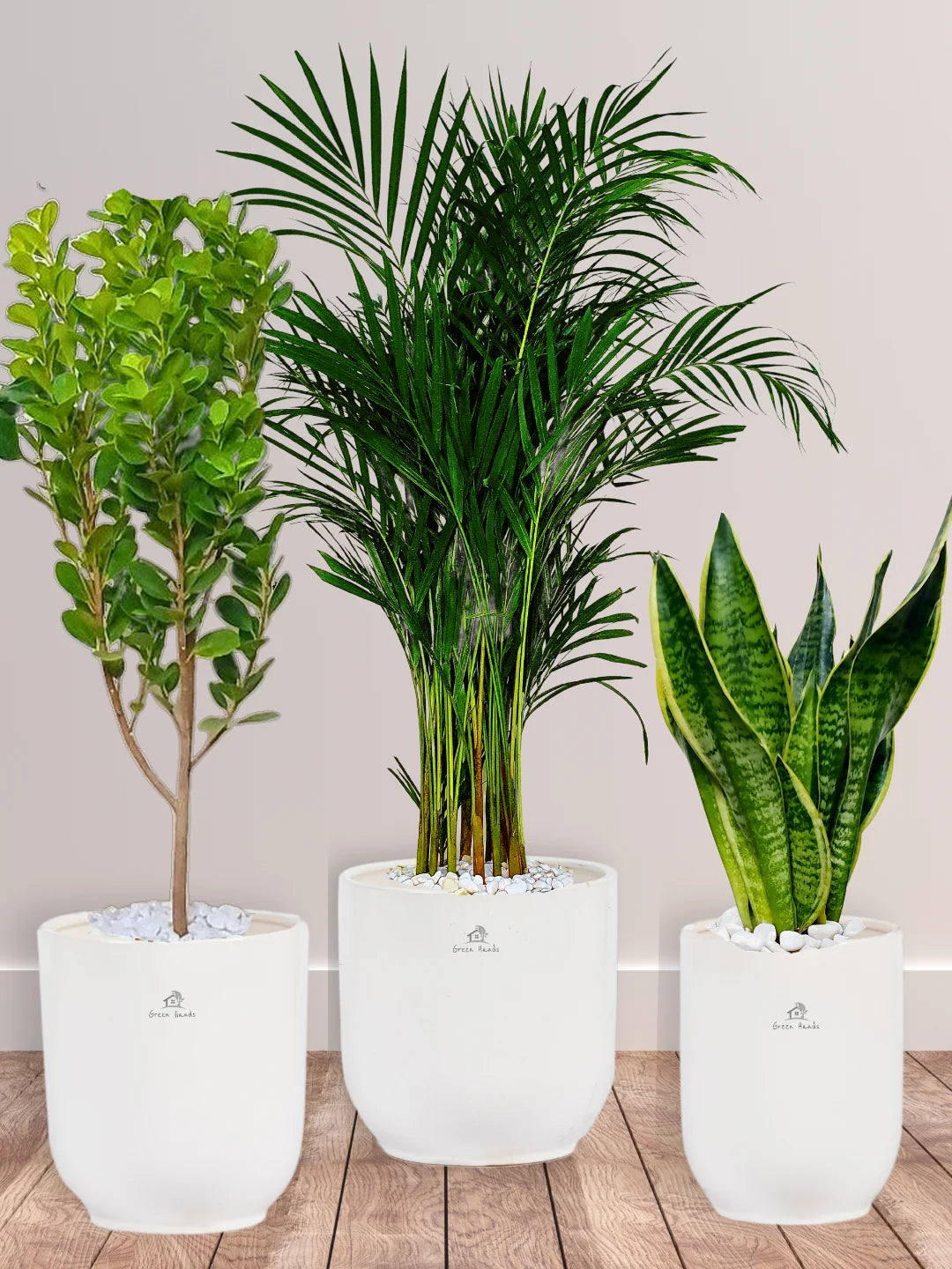 areca palm snake plant and money plant Potted Areca Palm, Snake Plant & Ficus Panda Trio