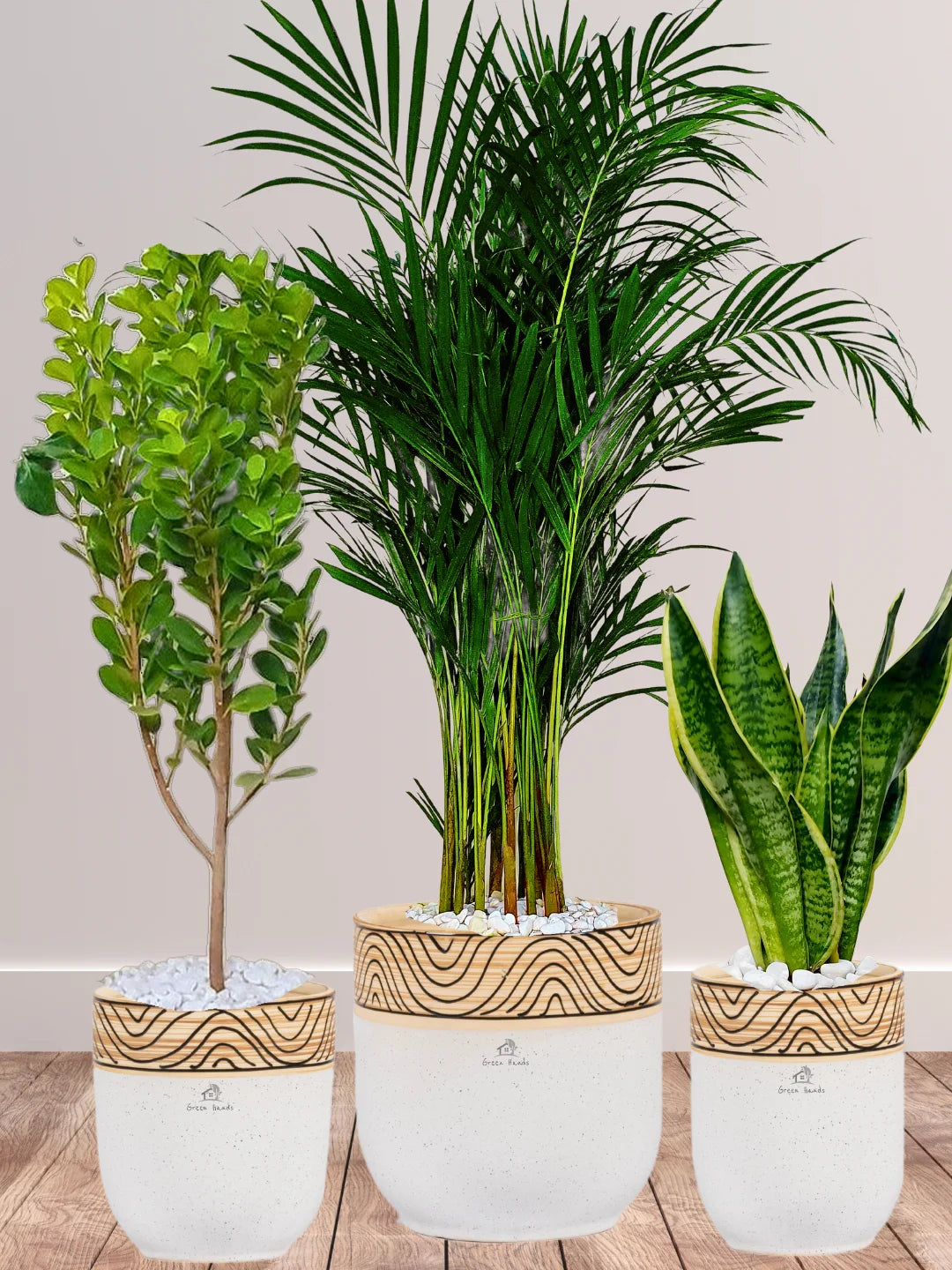 areca palm companion plants Potted Areca Palm, Snake Plant & Ficus Panda Trio