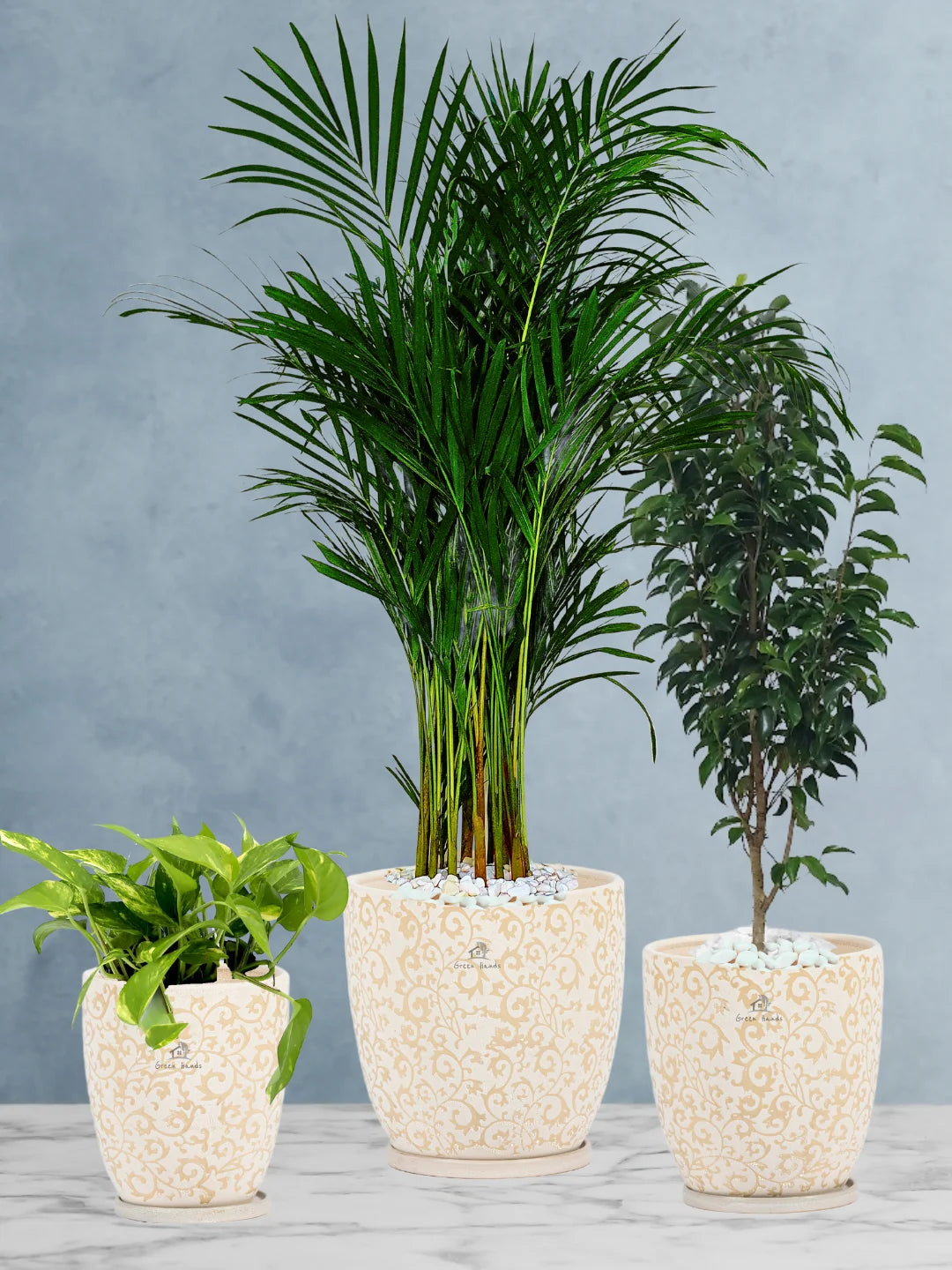 Potted Areca Palm, Benjamina, Money Plant | Three Plants Bundle