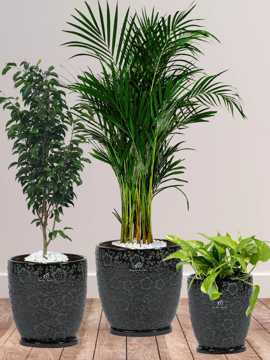 Potted Areca Palm, Benjamina, Money Plant | Three Plants Bundle in Premium Imari Black Floral Ceramic Pots
