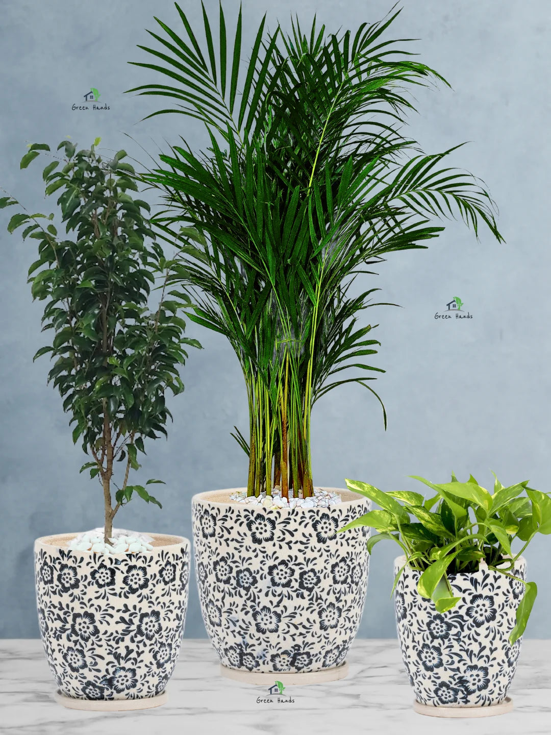 Potted Areca Palm, Benjamina, Money Plant | Three Plants Bundle in Glossy White Ceramic Pots