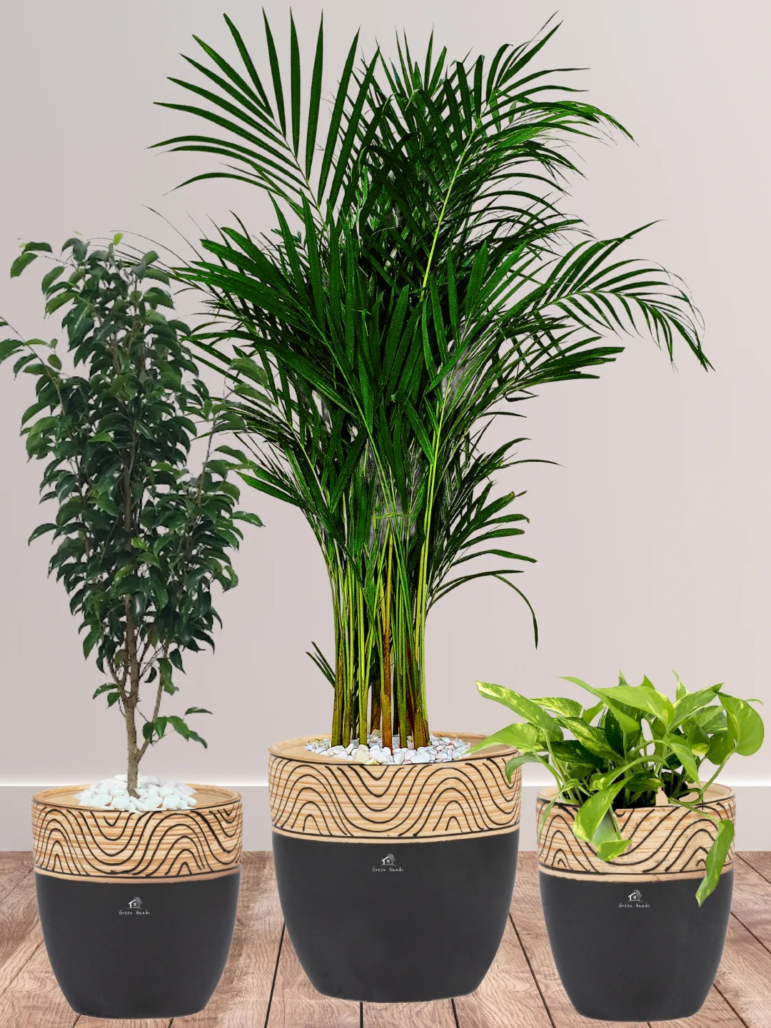 Potted Areca Palm, Benjamina, Money Plant | Three Plants Bundle