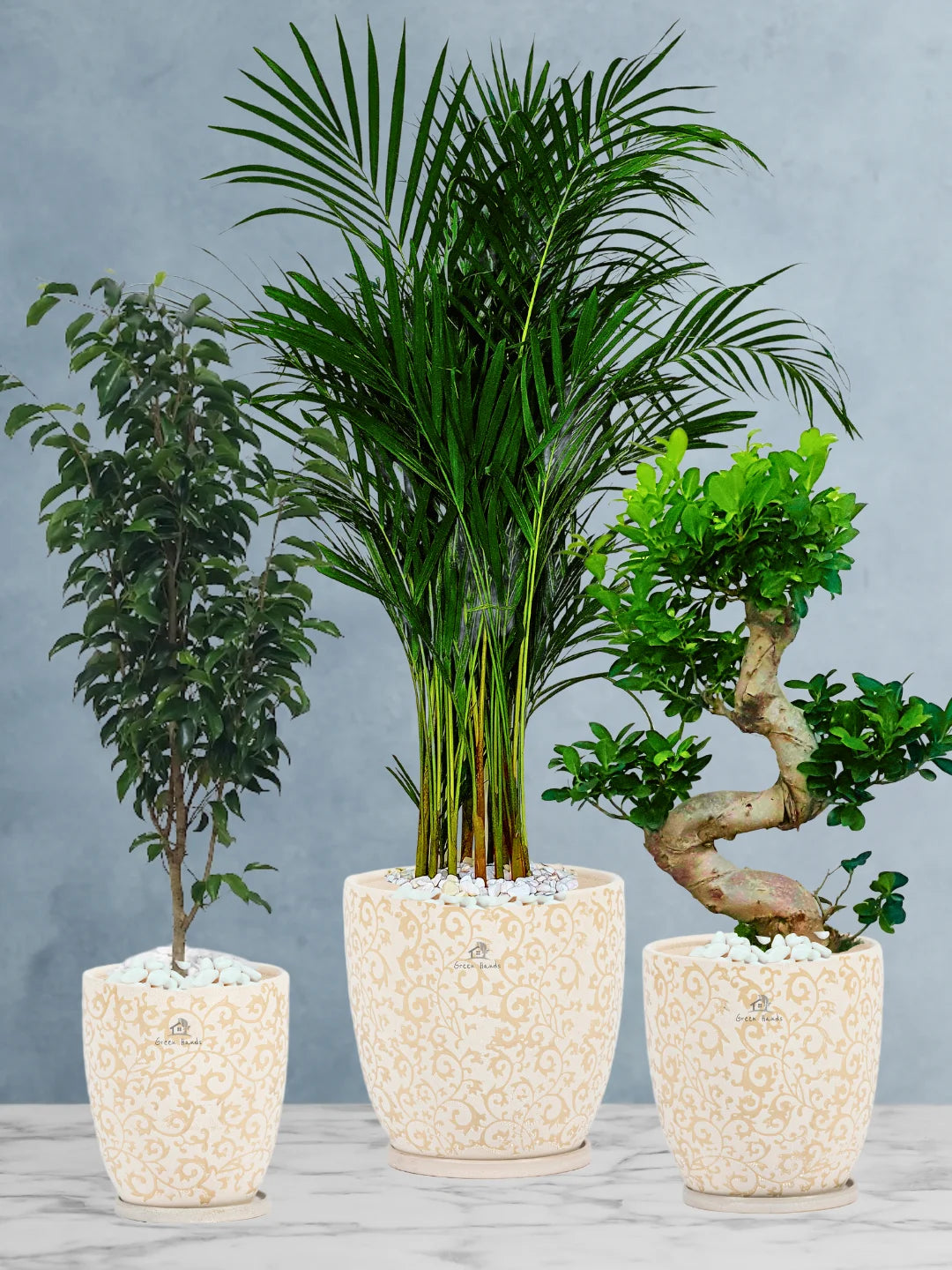 Premium Plants Bundle - Areca Palm, Ficus Benjamina, S Bonsai Tree in Premium Beige Floral Ceramic Pots