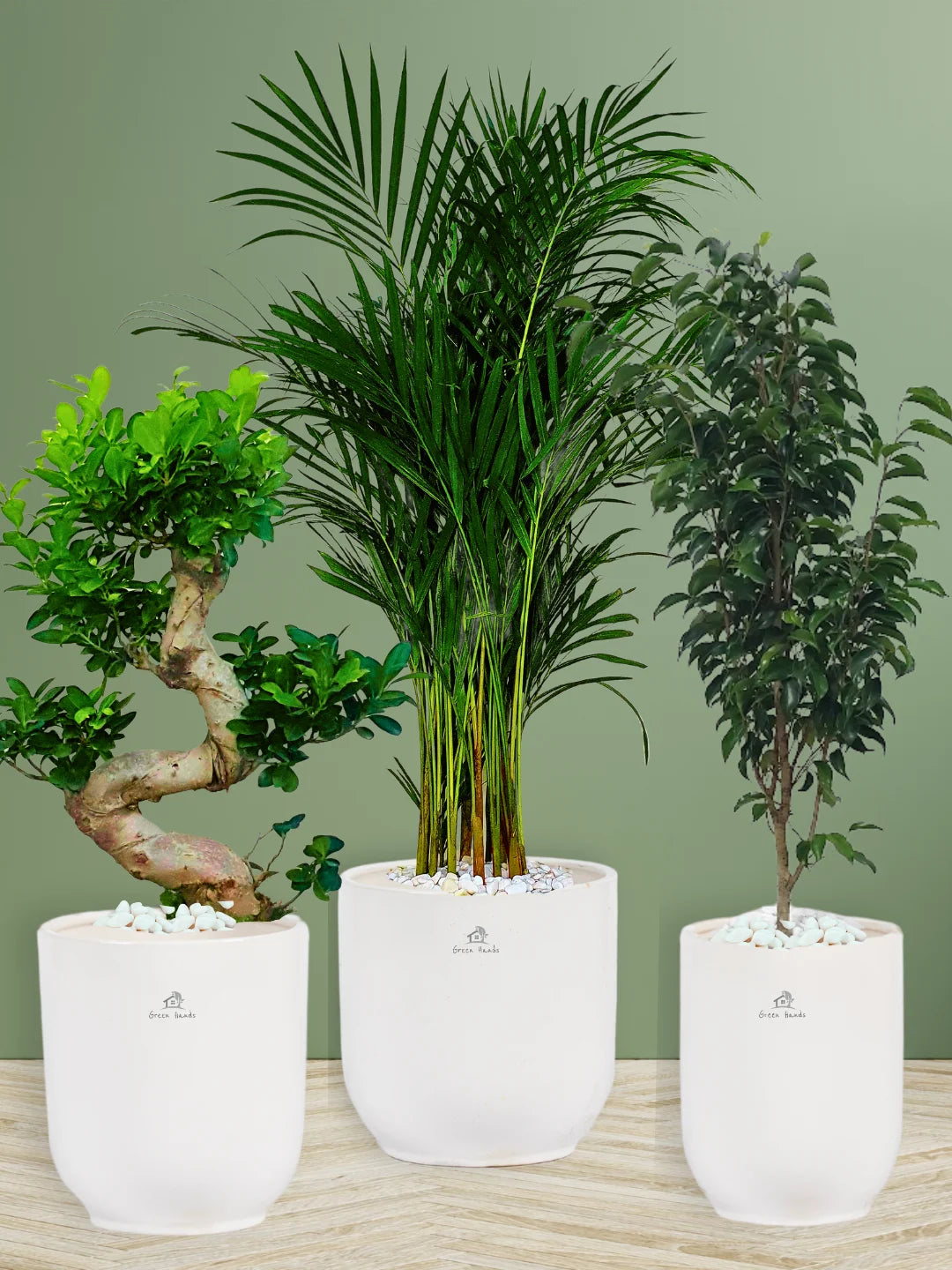 Areca Palm, Ficus Benjamina, S Bonsai Tree | Bundle in Matching Ceramic Pots
