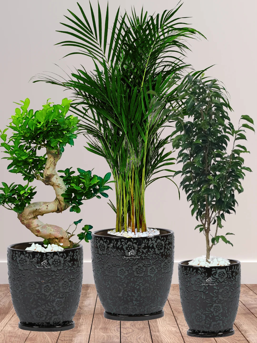 Premium Plants Bundle - Areca Palm, Ficus Benjamina, S Bonsai Tree in Glossy White Ceramic Pots