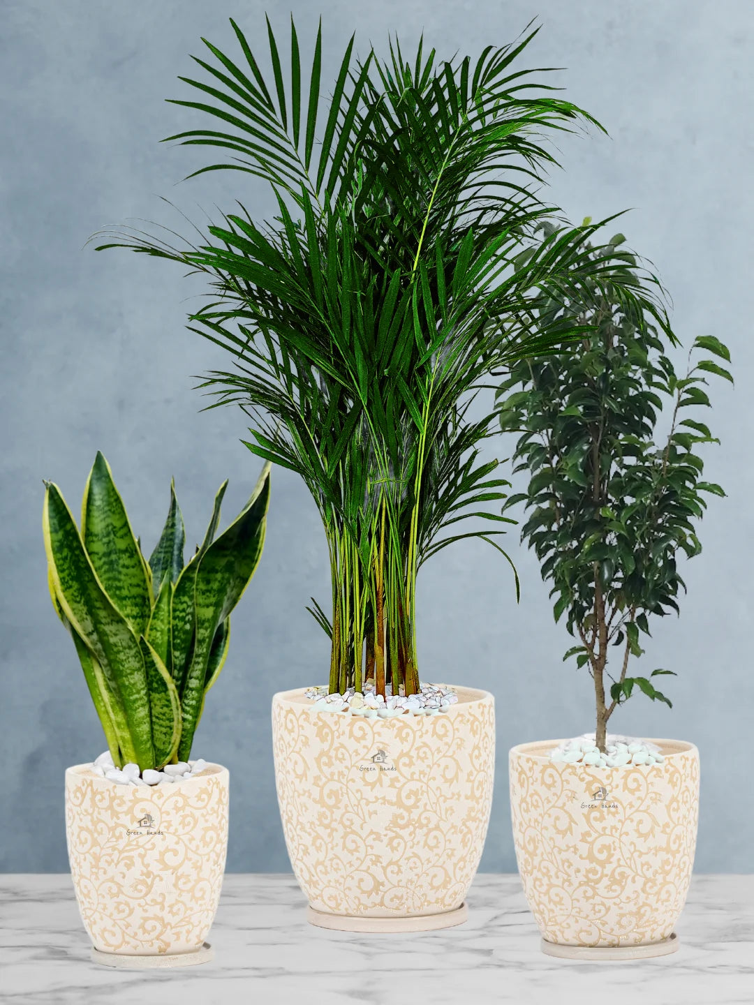 Potted Large Areca Palm, Snake, Ficus Benjamina | Three Plants Bundle in Premium Imari Blue Floral Ceramic Pots