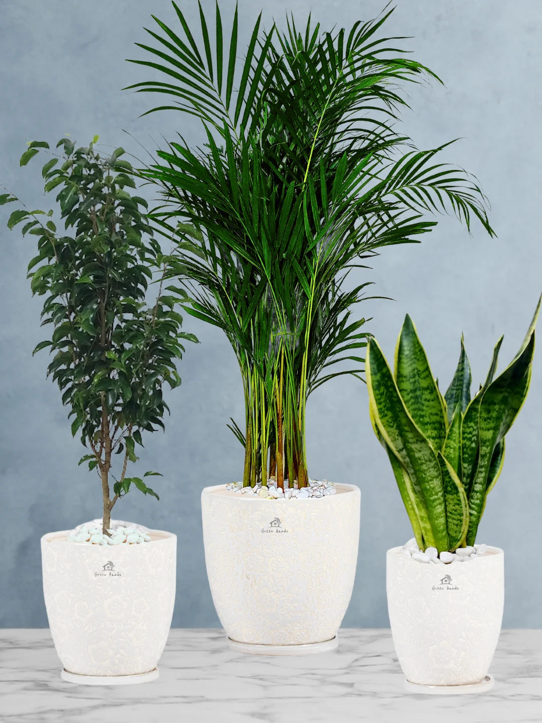Potted Large Areca Palm, Snake, Ficus Benjamina | Three Plants Bundle in Premium Blossom White Ceramic Pots
