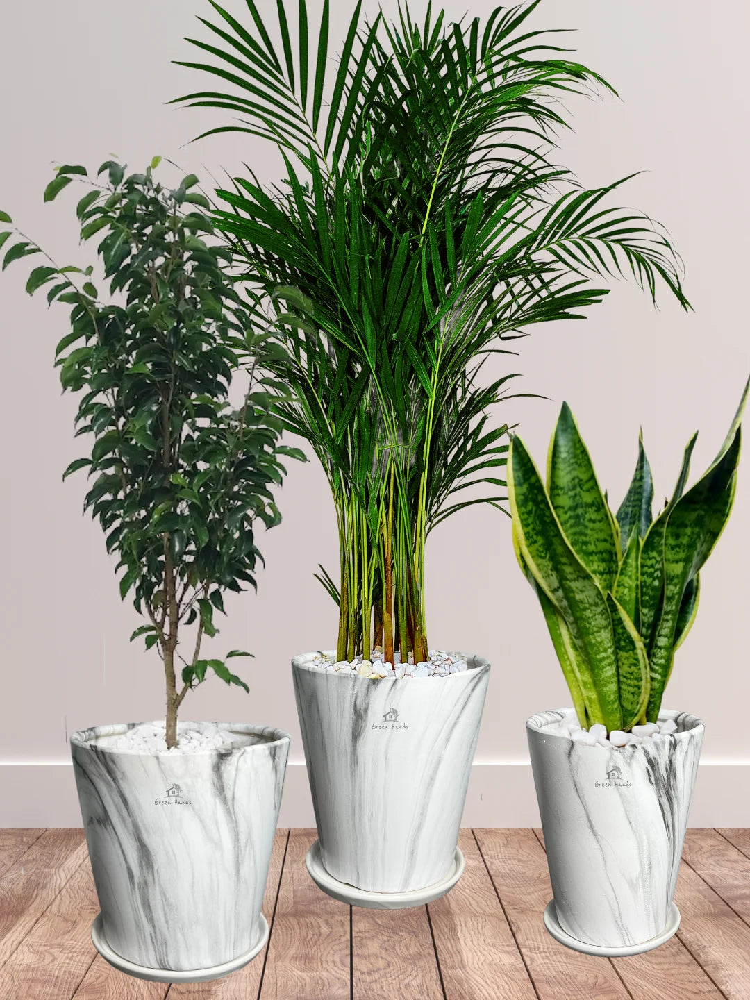 Potted Large Areca Palm, Snake, Ficus Benjamina | Three Plants Bundle in Premium Marble Ceramic Pots