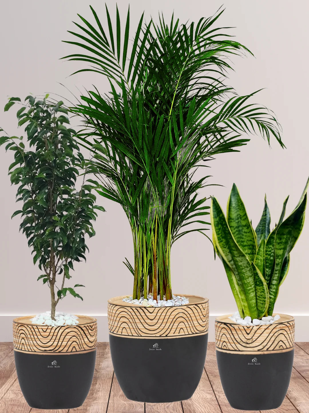 Potted Large Areca Palm, Snake, Ficus Benjamina | Three Plants Bundle in Wooden Black Ceramic Pots