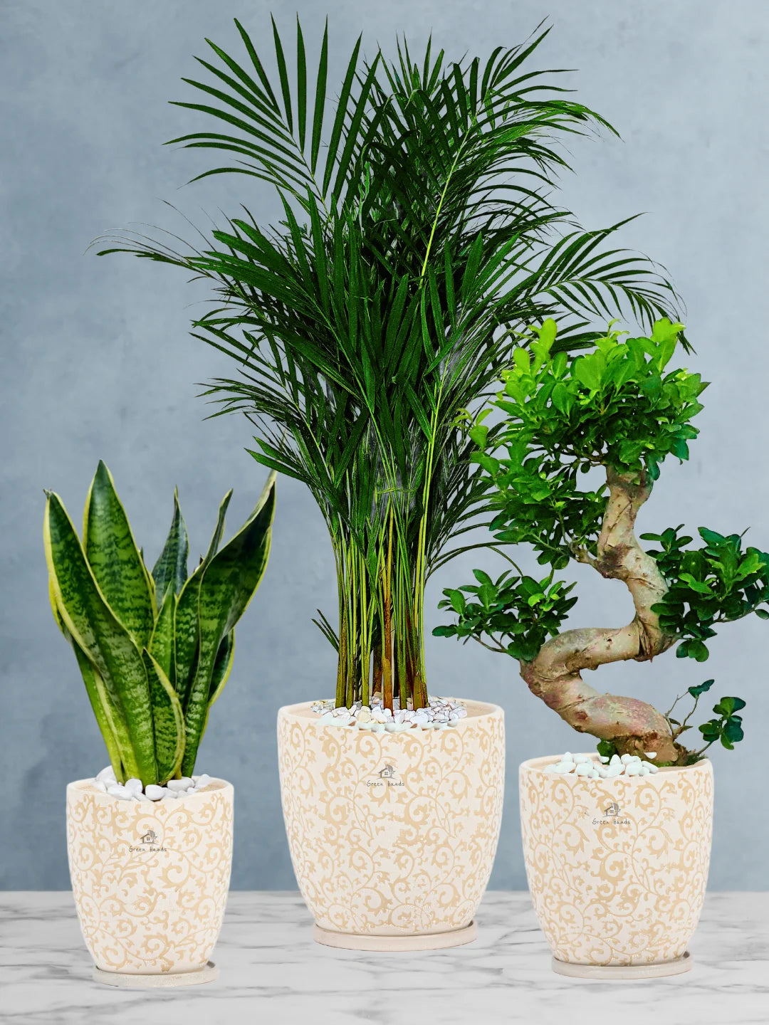 Bundle - Areca Palm, Snake, S Bonsai Tree in Premium Ceramic Beige Floral Pots