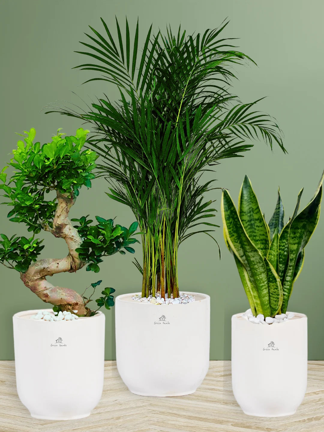 Three Plants Bundle: Potted Areca Palm, Snake Plant, and S Bonsai Tree - A Complete Indoor Garden Solution