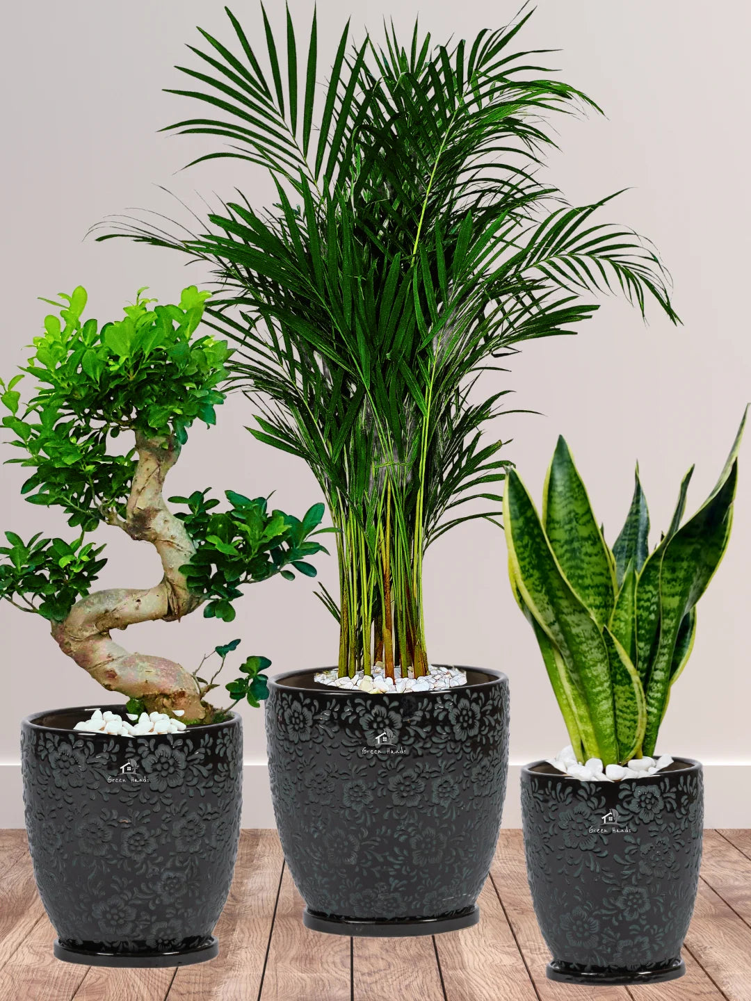 Bundle - Areca Palm, Snake, S Bonsai Tree in Premium Ceramic Imari Black Floral Pots