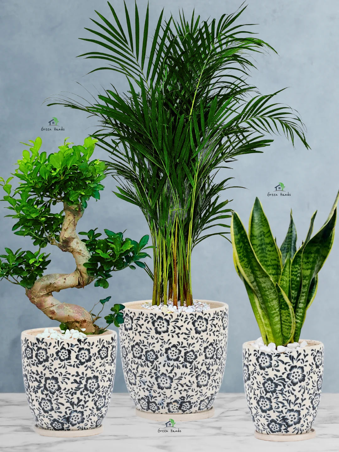 Bundle - Areca Palm, Snake, S Bonsai Tree in Premium Ceramic Marble Pots