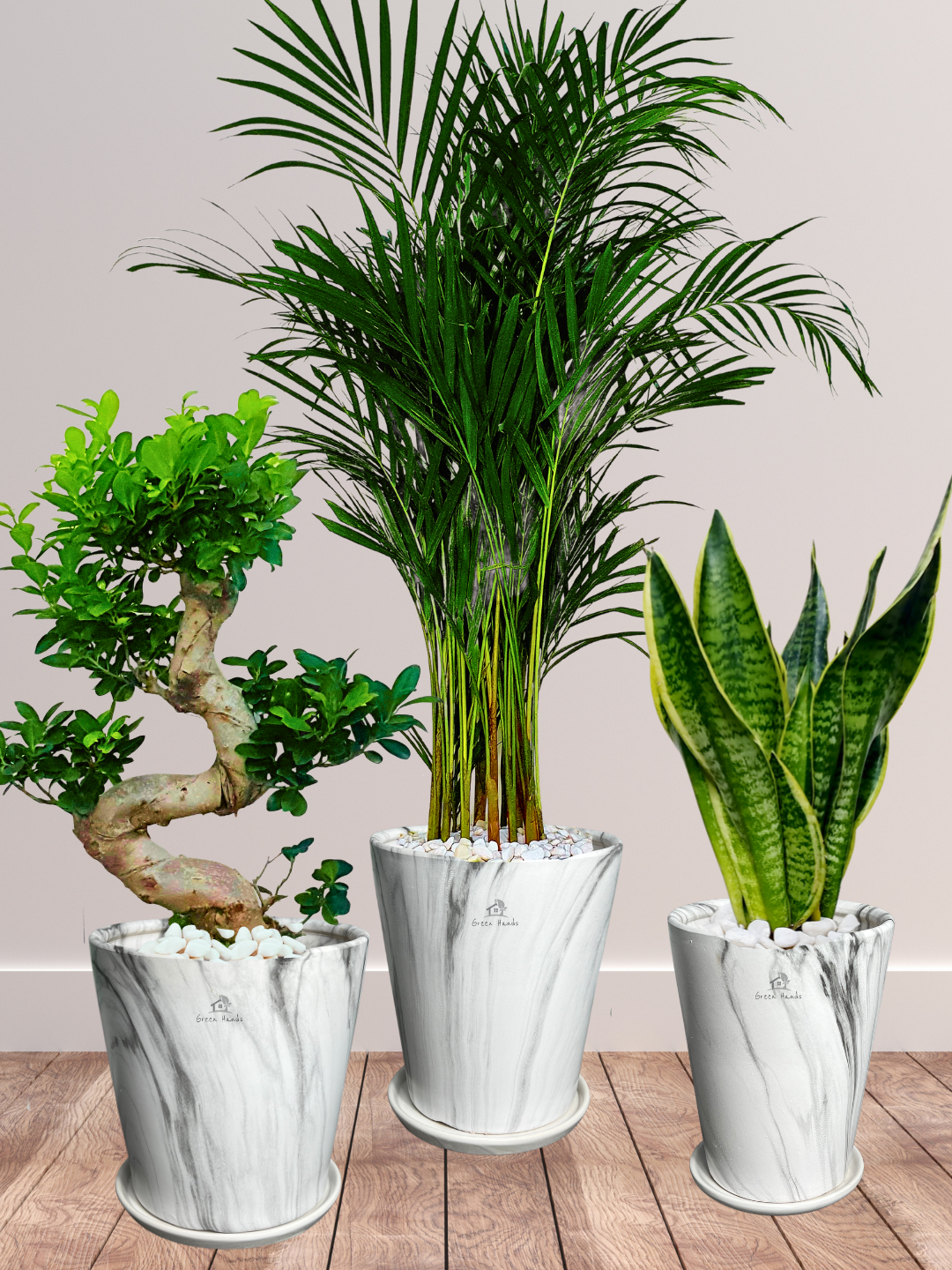Three Plants Bundle: Potted Areca Palm, Snake Plant, and S Bonsai Tree - A Complete Indoor Garden Solution