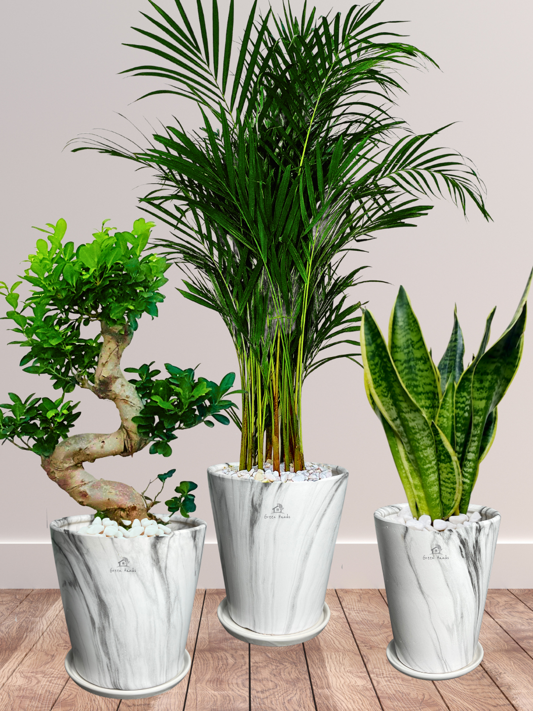 areca palm bonsai Potted Areca Palm, Snake Plant & S Bonsai Bundle