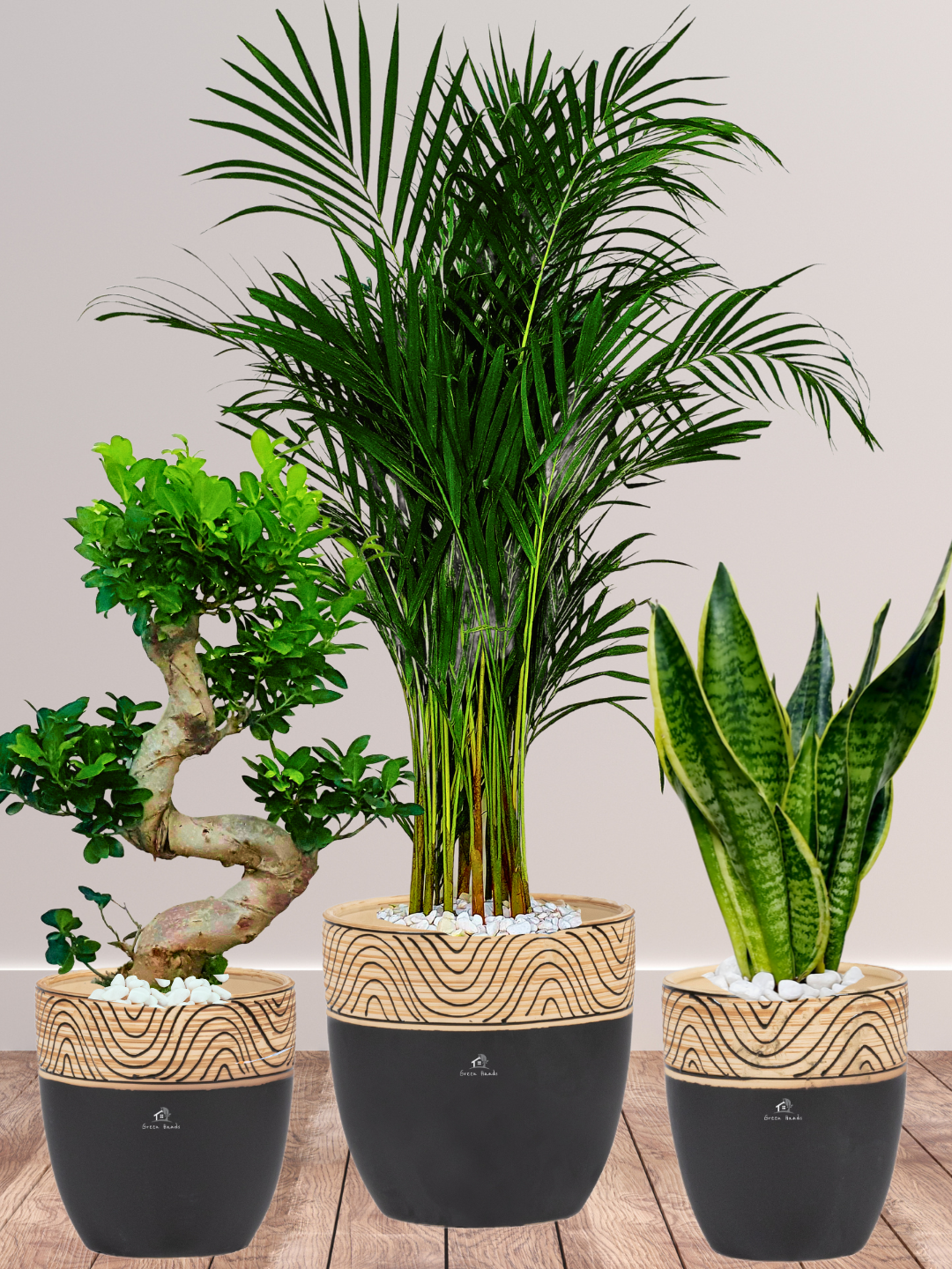 Bundle - Areca Palm, Snake, S Bonsai Tree in Standard Ceramic Wooden Black Pots