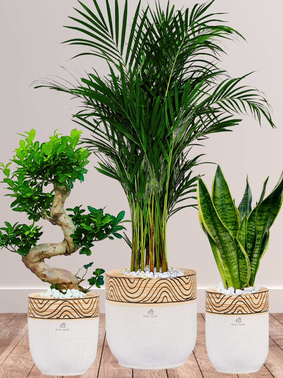 Bundle - Areca Palm, Snake, S Bonsai Tree in Standard Ceramic Wooden White Pots