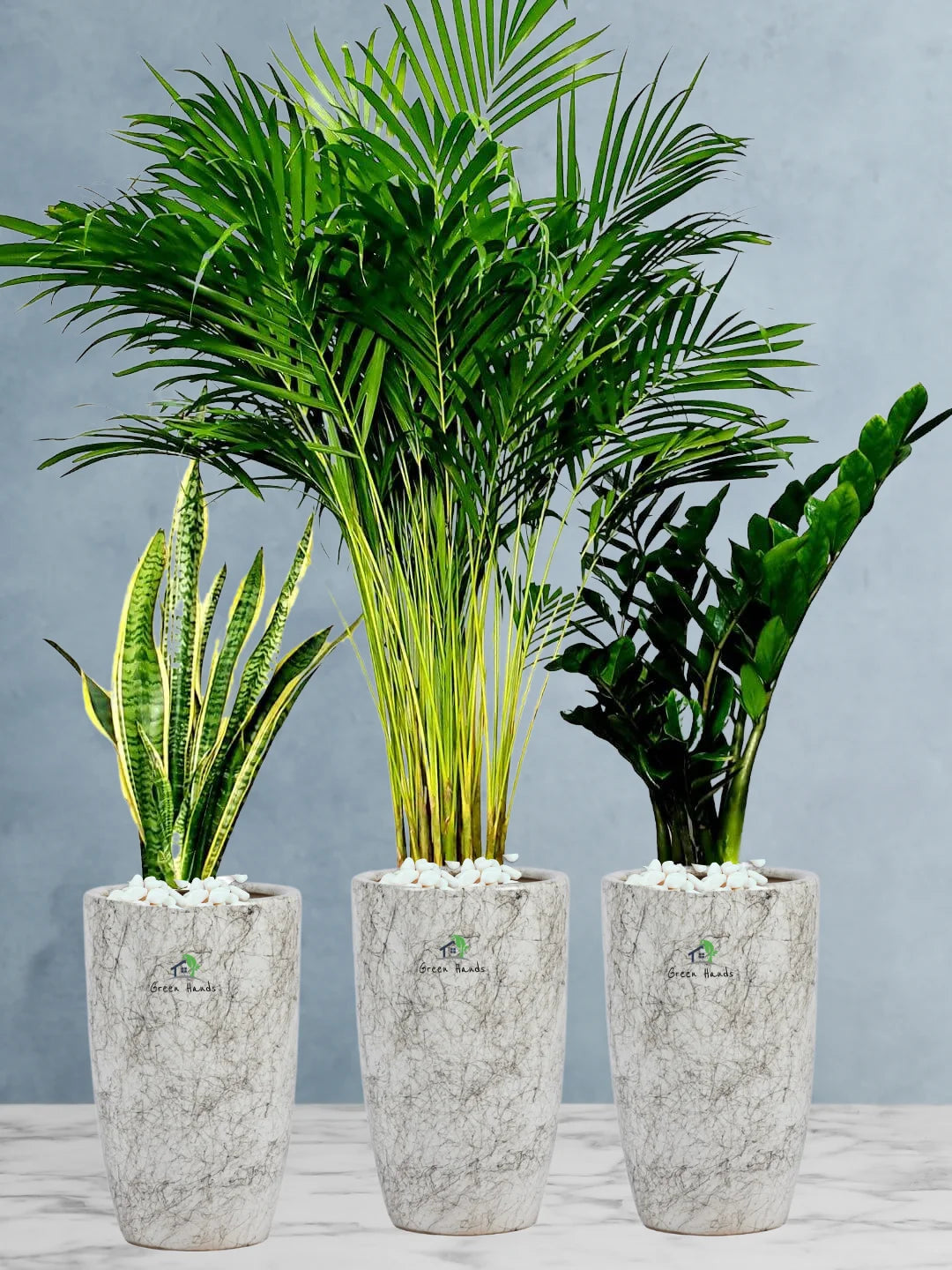 Potted Large Areca Palm, Snake, ZZ  Plants in Tall White Ceramic Pots Bundle