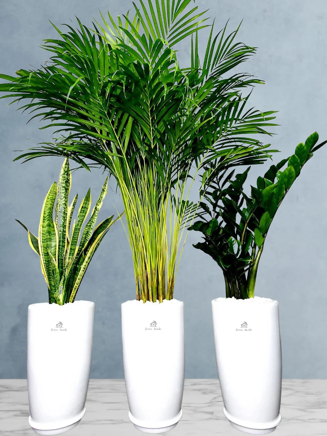 Potted Large Areca Palm, Snake, ZZ  Plants in Tall White Ceramic Pots Bundle