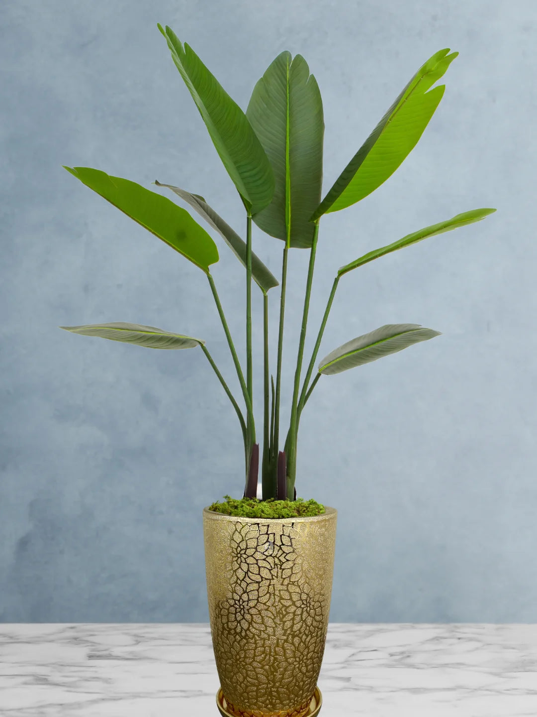 Exquisite Artificial Strelitzia | Bird of Paradise Tree | 140-150cm | Includes Pot & Moss Topping | Ideal for UAE Interiors