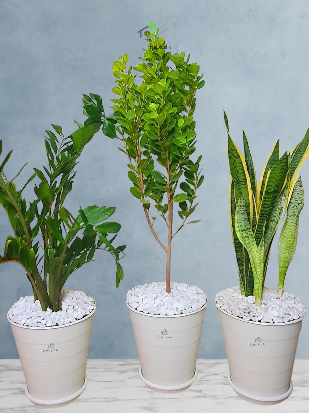 Zz or zanzibar gem, Ficus Panda, Snake Plants | Best Value Indoor Potted Plants bundle green for beginnershands