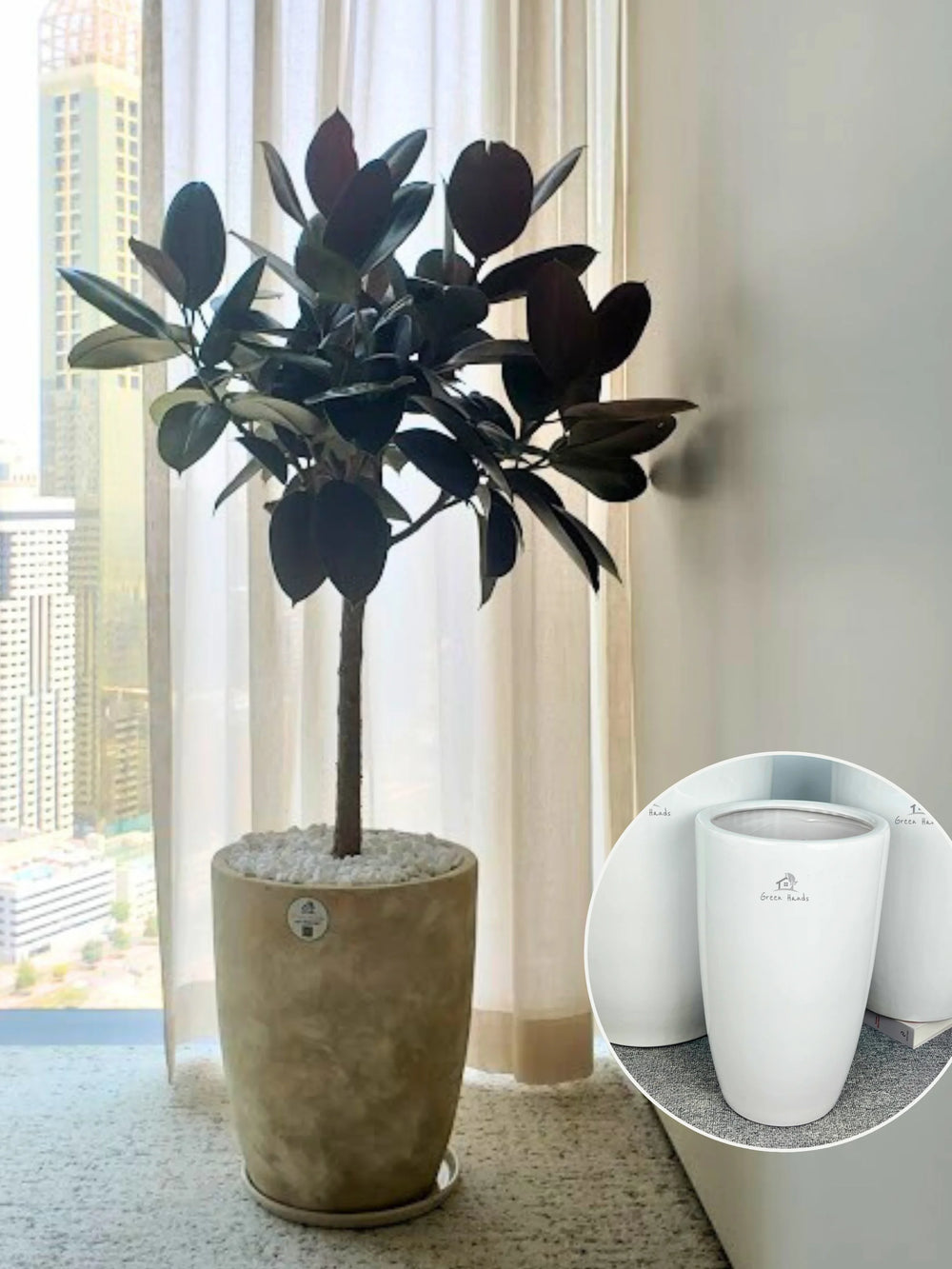 rubber tree for sale XL Potted Branched Rubber Plant | 140–160cm