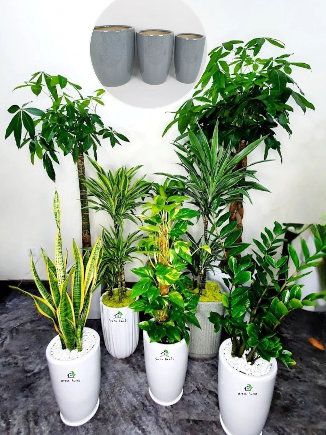indoor tall plant low light Corporate Low-Light Office Plant Bundle
