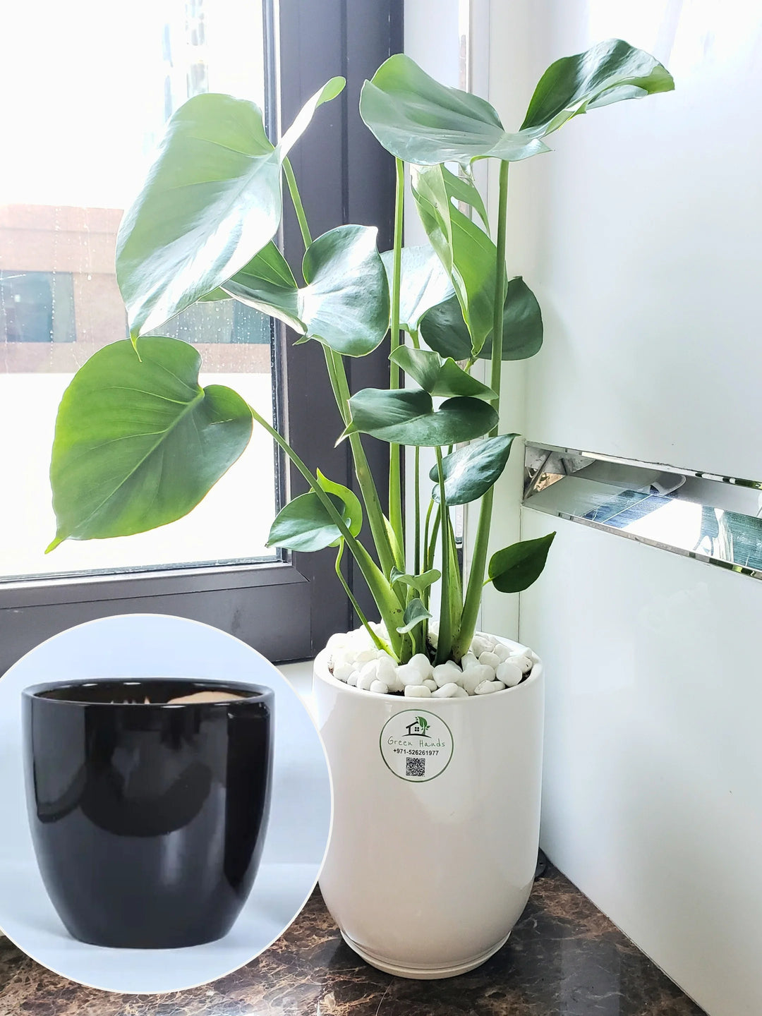 best pots for monstera deliciosa Potted Desktop Monstera Deliciosa | 70–80cm
