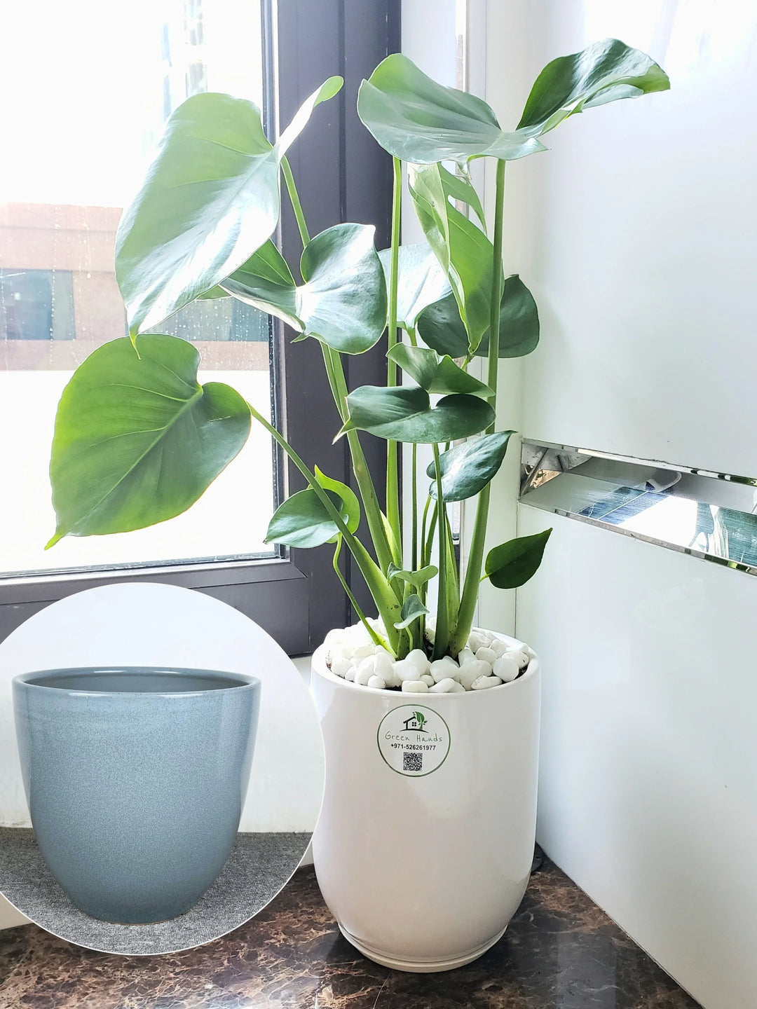 artificial monstera deliciosa plant dubai Potted Desktop Monstera Deliciosa | 70–80cm