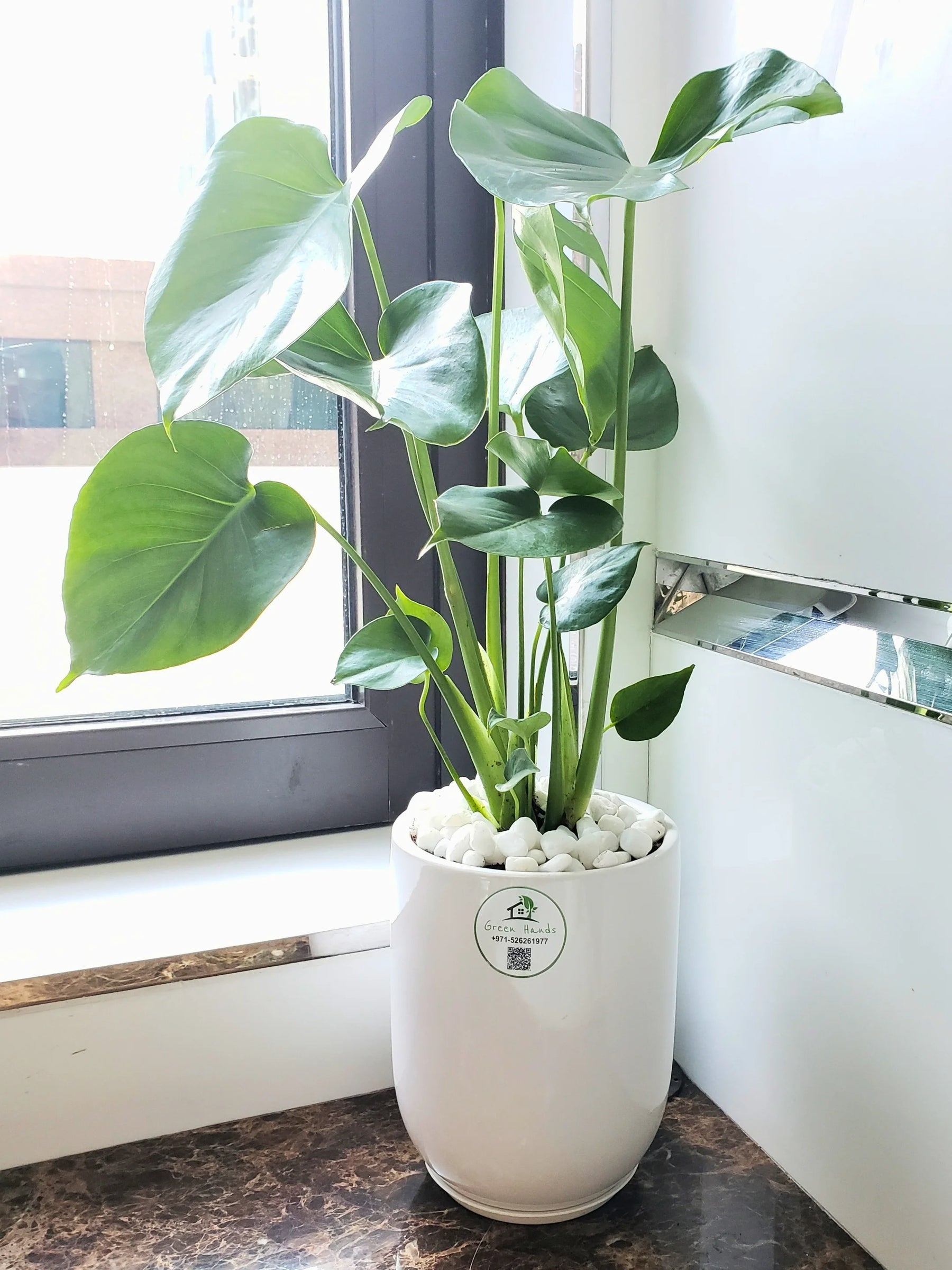 monstera plant best pot Potted Desktop Monstera Deliciosa | 70–80cm