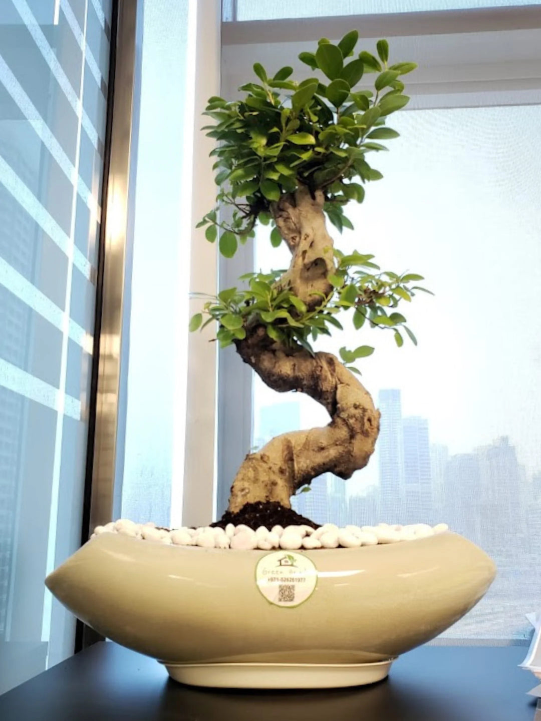 ikea bonsai tree Potted S-Shape Bonsai Tree | Designer Ceramic Pot