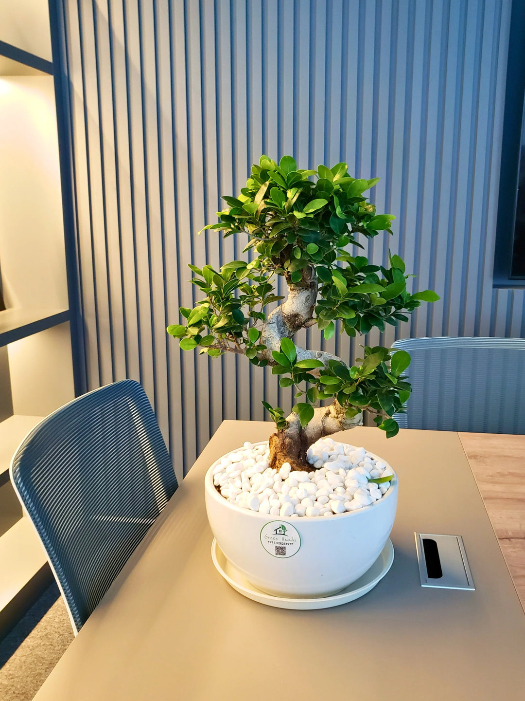 shapes of bonsai trees Potted S-Shape Bonsai Tree | Designer Ceramic Pot