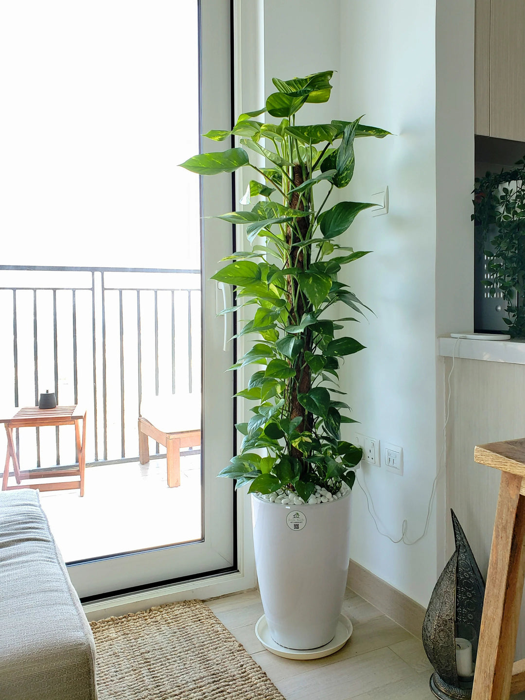 money plant jar XL Potted Money Plant | 150–170cm