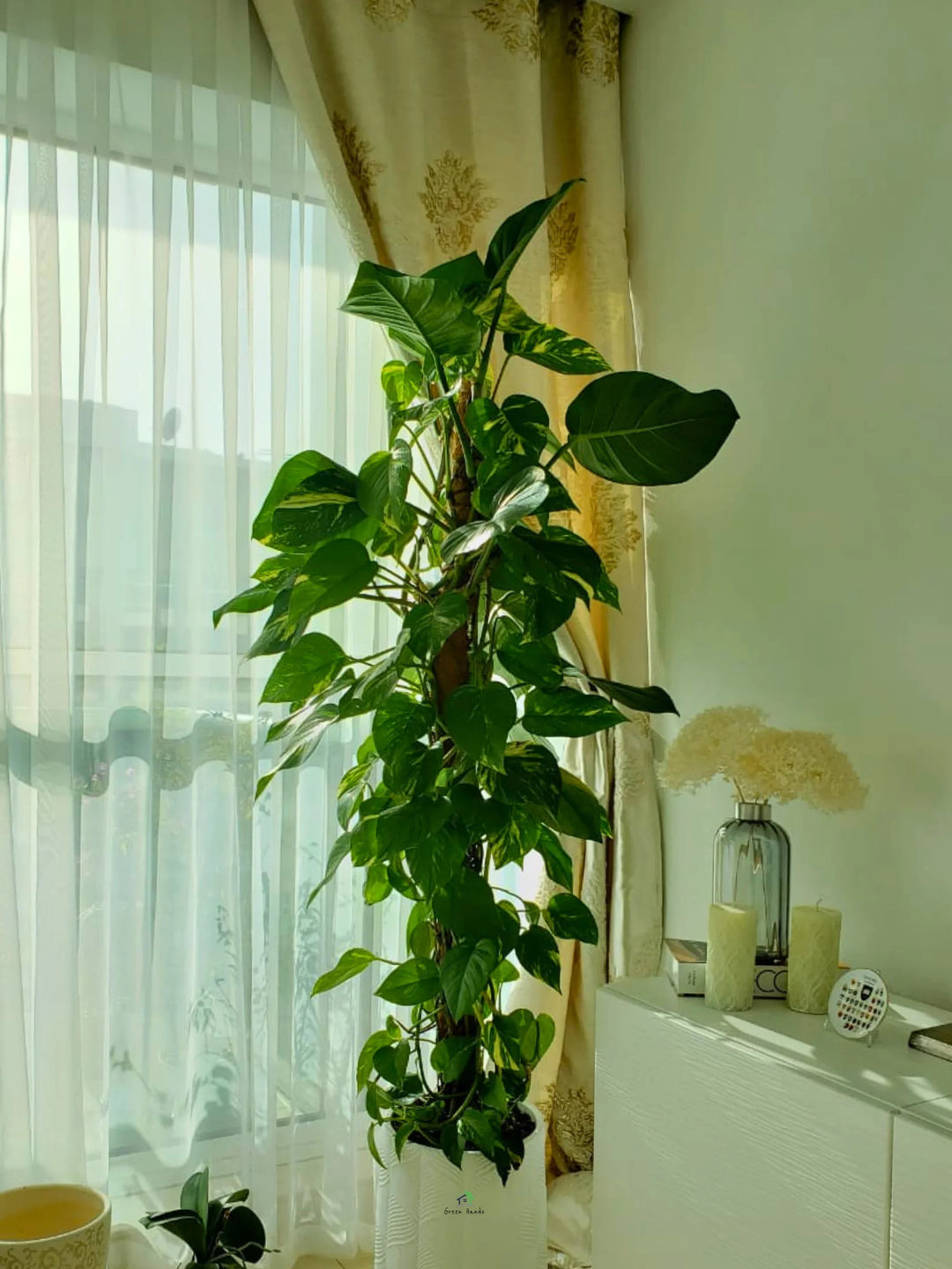 big money plant online XL Potted Money Plant | 150–170cm