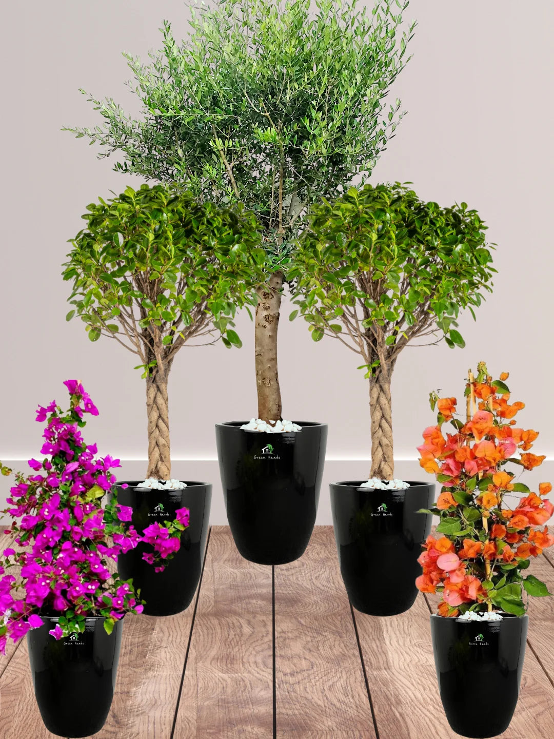 Five-Potted-Plants-Premium-Outdoor-Patio-Bundle-in-Regular-Ceramic-Black-Pots