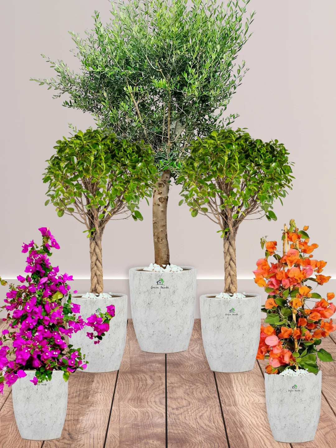 Premium Outdoor Patio Plant Bundle: 5 Potted Plants for Dubai & Abu Dhabi Homes/Offices