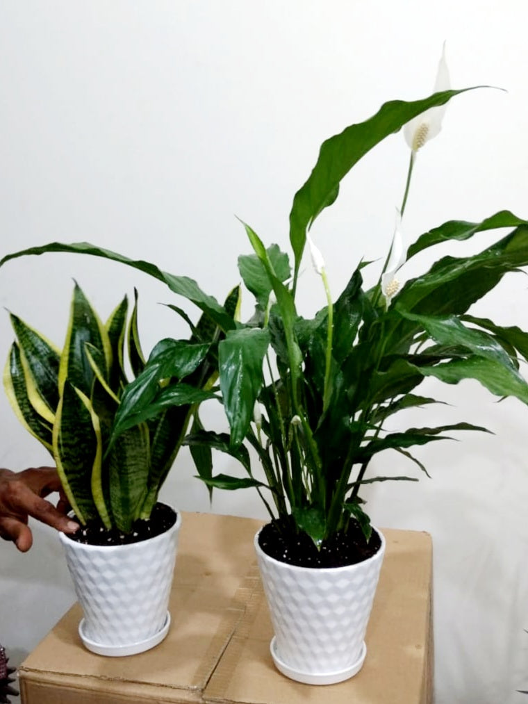 Potted Peace Lily & Snake Plant | Beginner Set