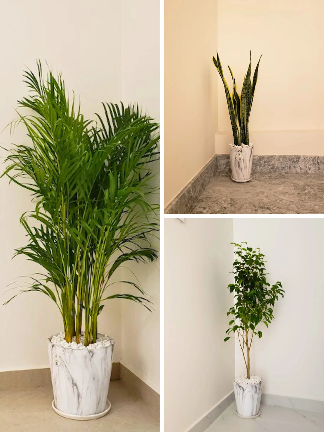 areca palm snake plant and money plant Potted Areca Palm, Snake Plant & Ficus Bundle