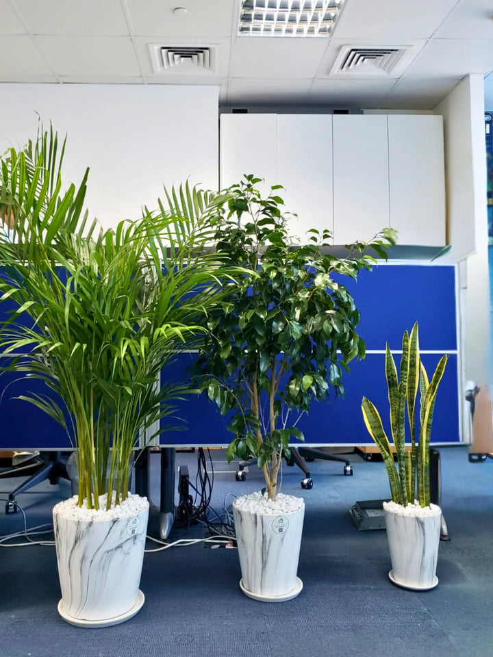areca palm snake plant and money plant Potted Areca Palm, Snake Plant & Ficus Bundle