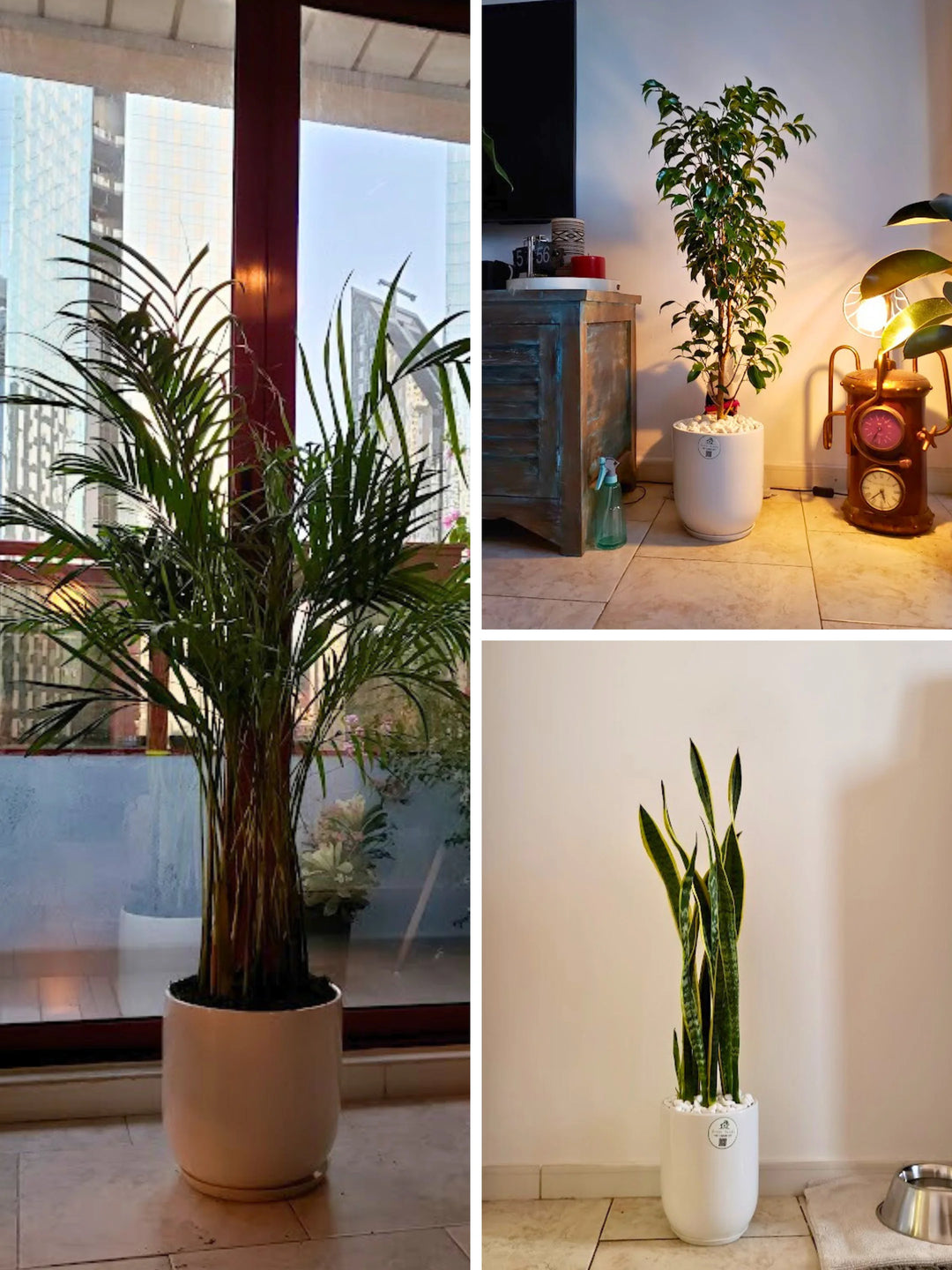 areca palm snake plant and money plant Potted Areca Palm, Snake Plant & Ficus Bundle