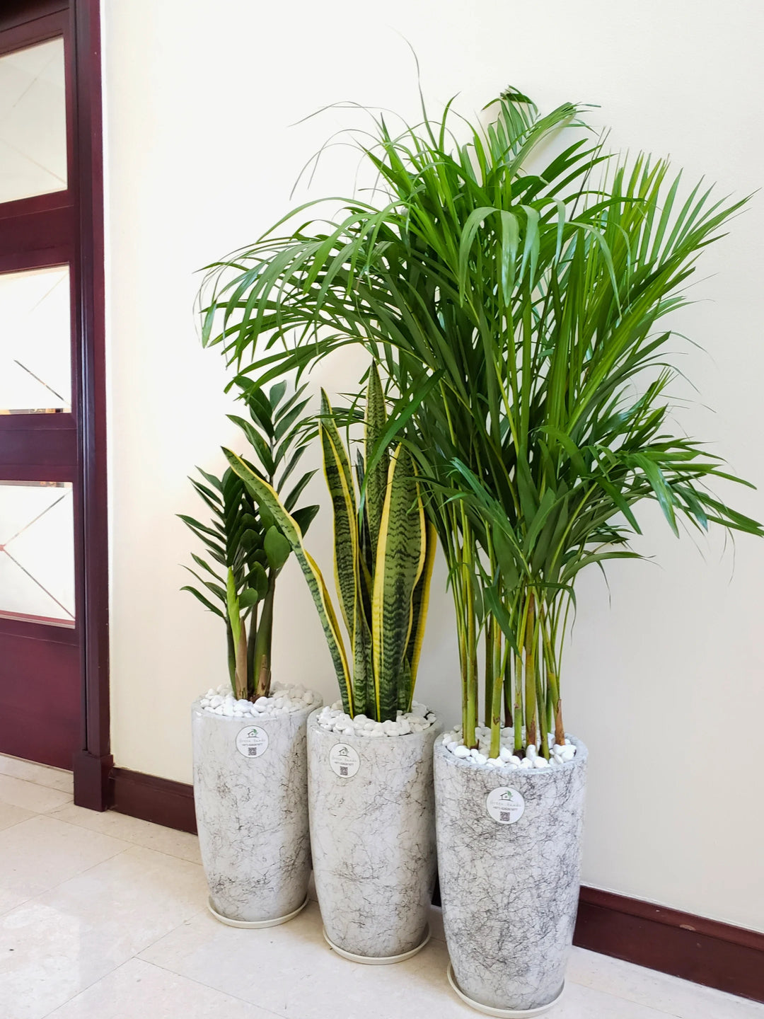 areca palm snake plant and money plant Potted Areca Palm, Snake Plant & ZZ Bundle
