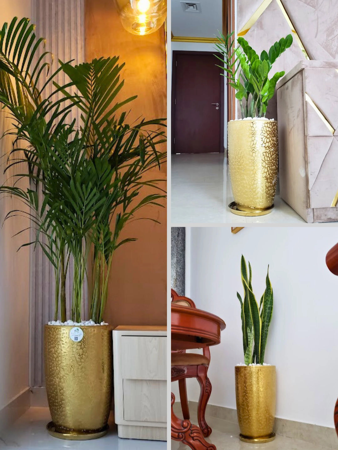 areca palm snake plant and money plant Potted Areca Palm, Snake Plant & ZZ Bundle
