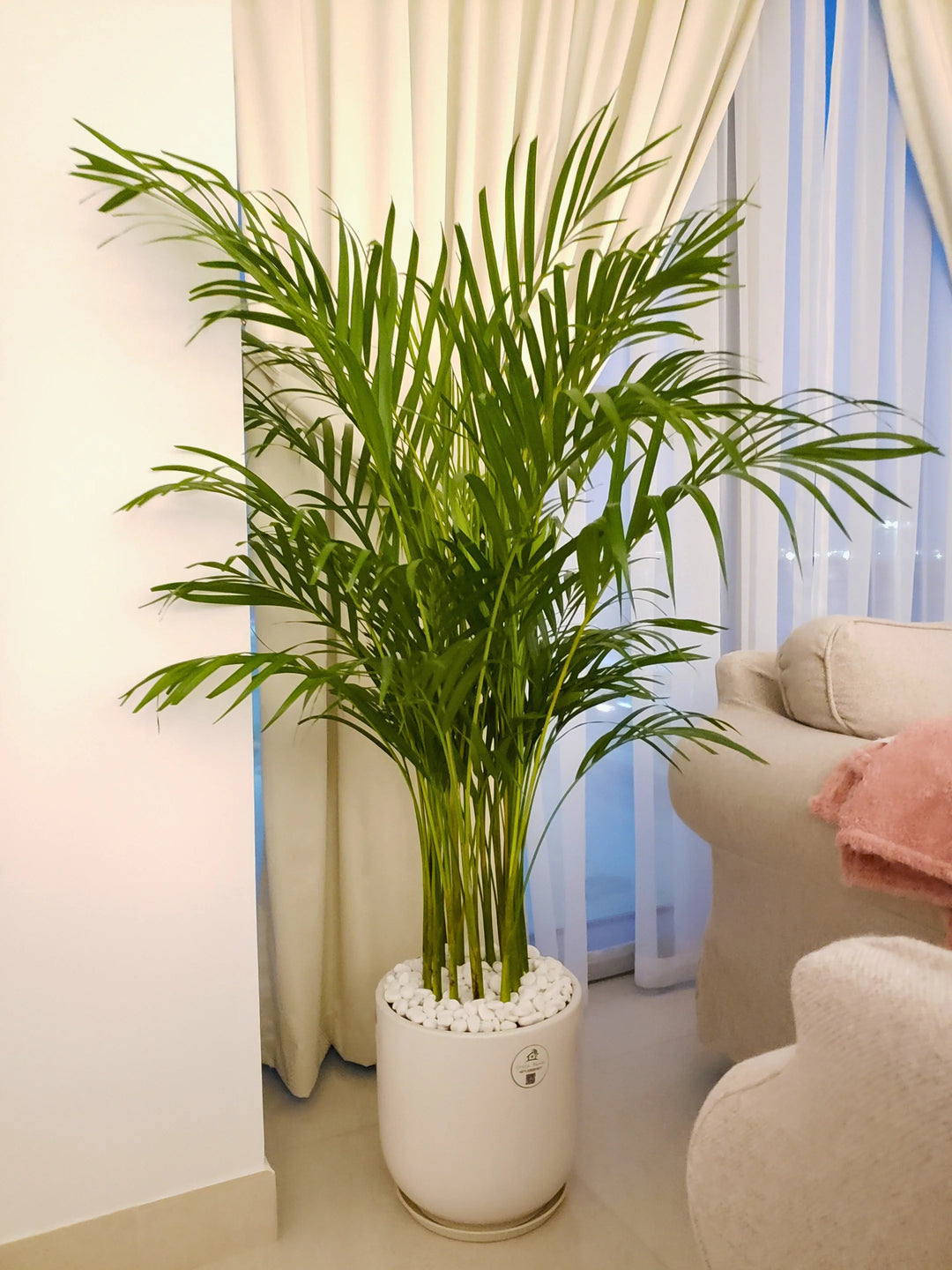 is areca palm air purifier Large Potted Areca Palm | Air Purifier