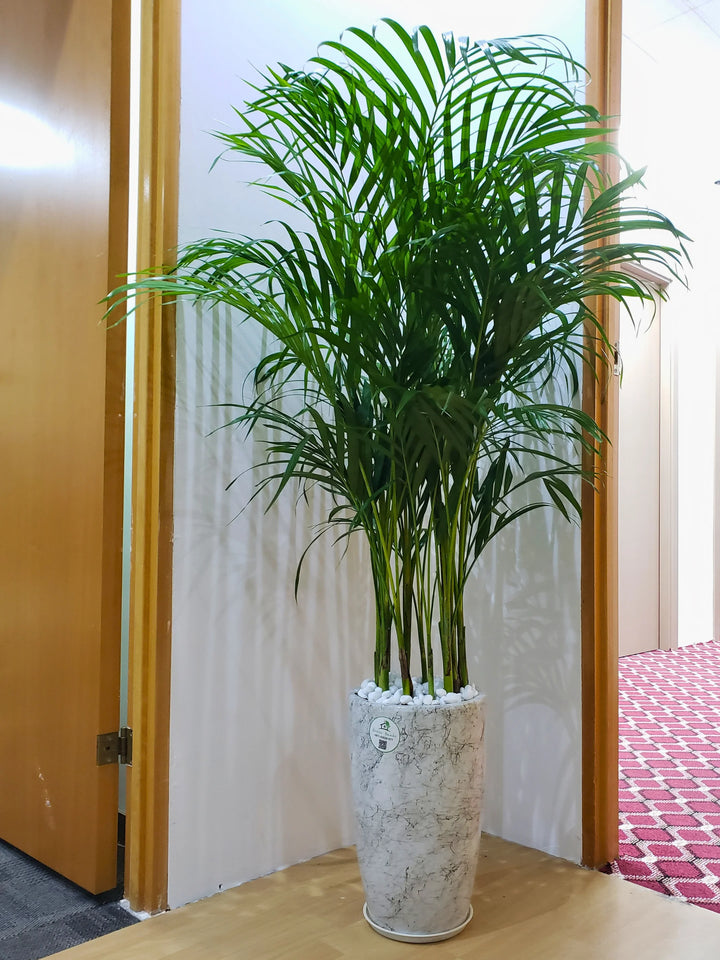 ikea areca palm Large Potted Areca Palm | Air Purifier
