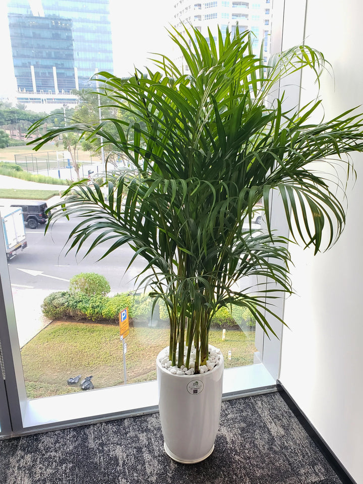 palmera plant indoor Large Potted Areca Palm | Air Purifier