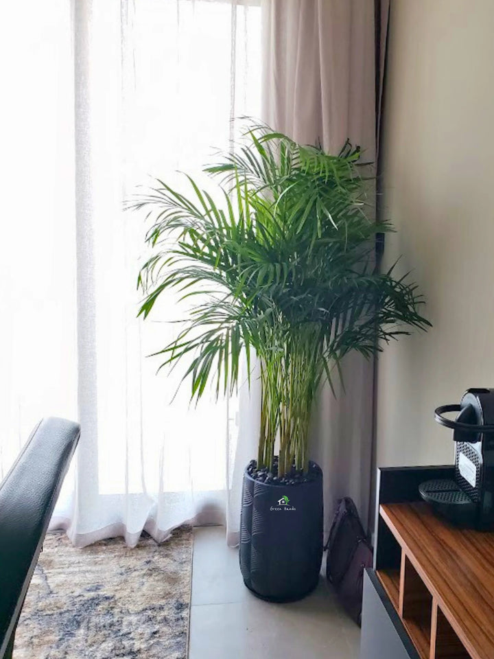 areca palm ikea Large Potted Areca Palm | Air Purifier