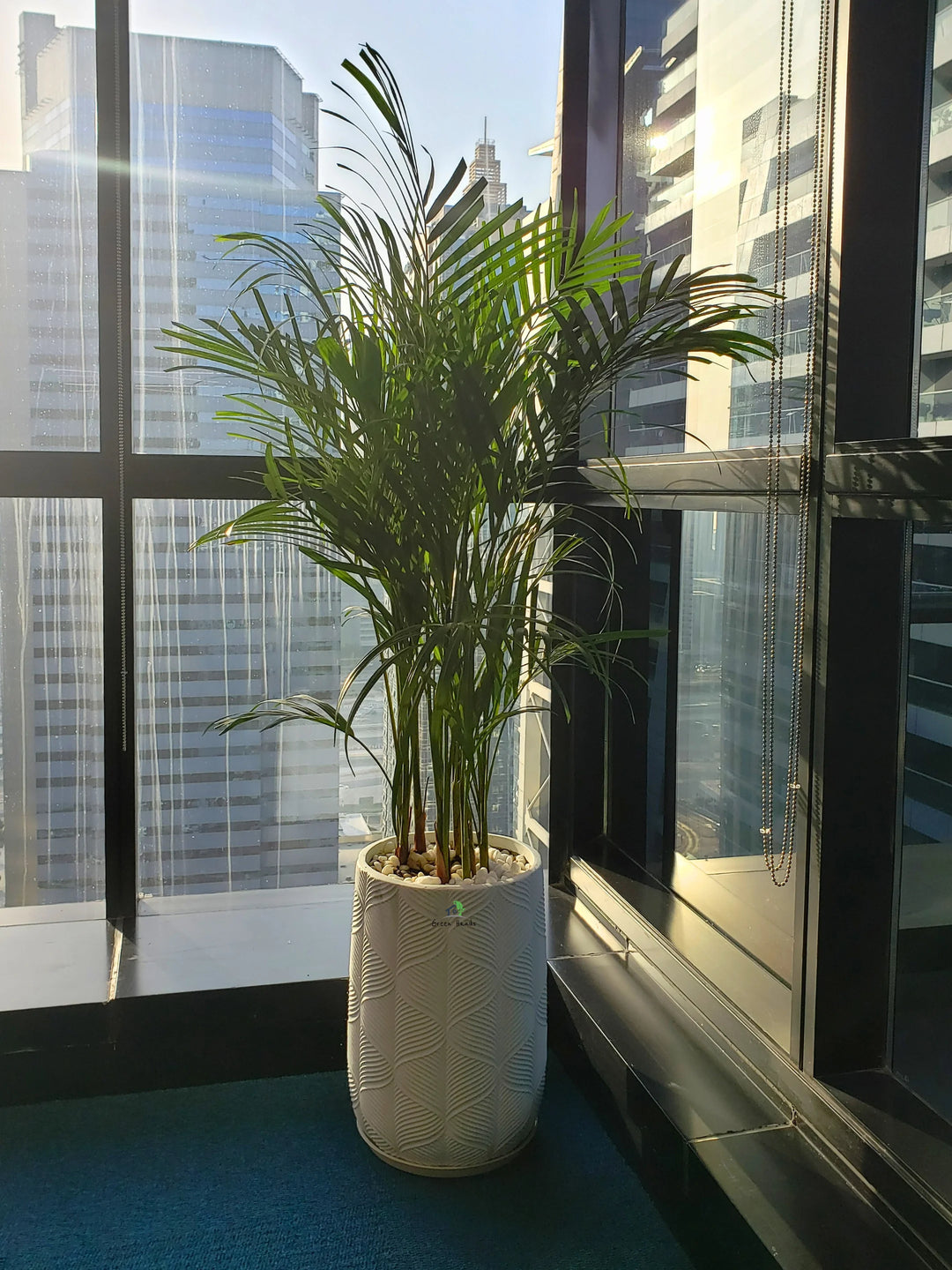 areca palm pot size Large Potted Areca Palm | Air Purifier