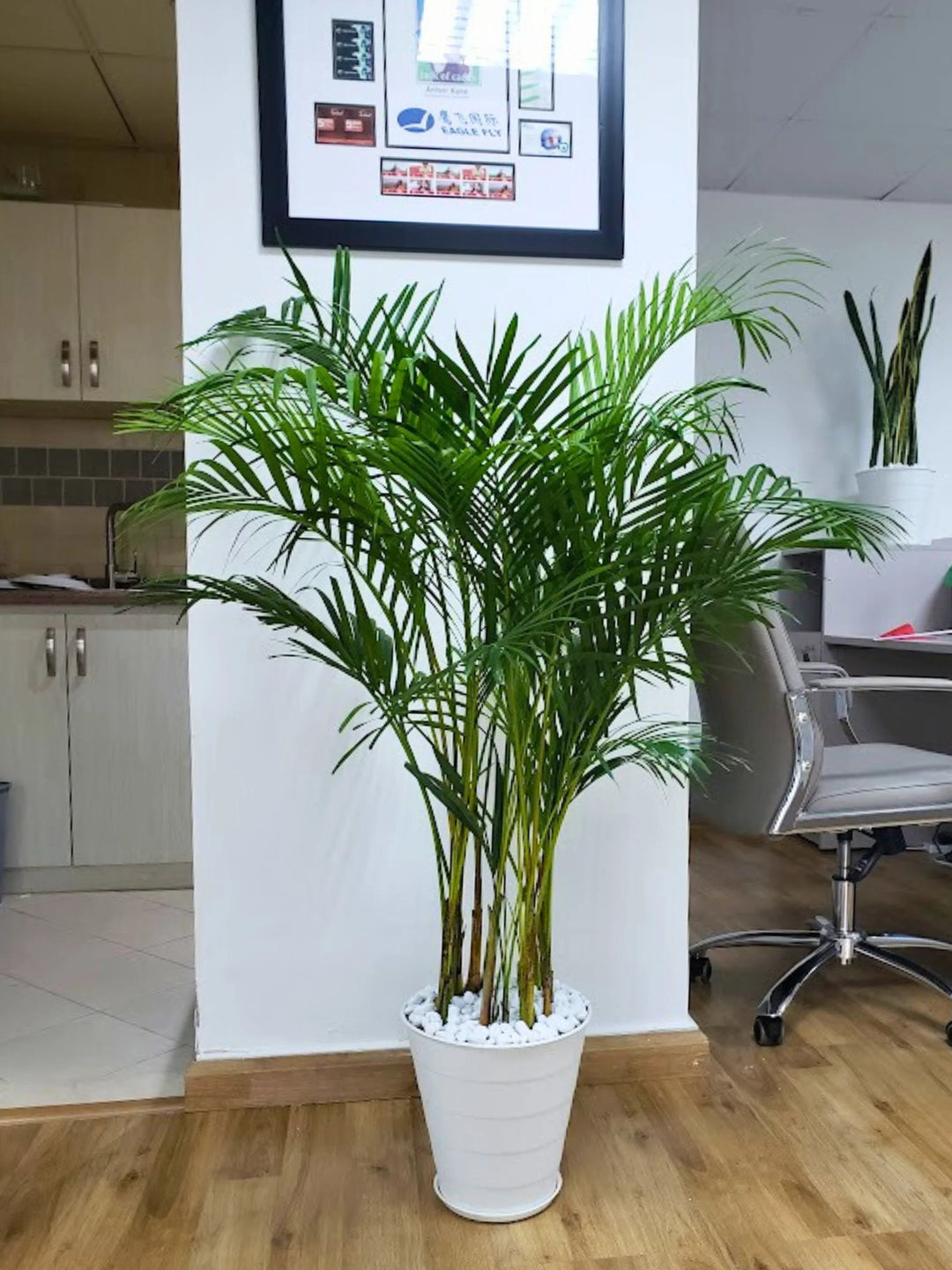 areca palm price in uae Large Potted Areca Palm | Unbreakable Pot